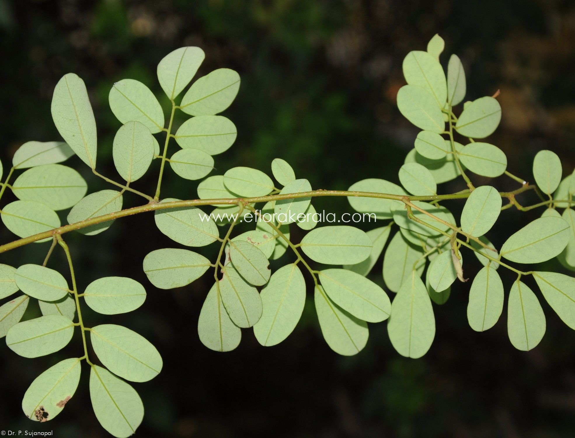 E-Flora Kerala | Flowering plants of Kerala