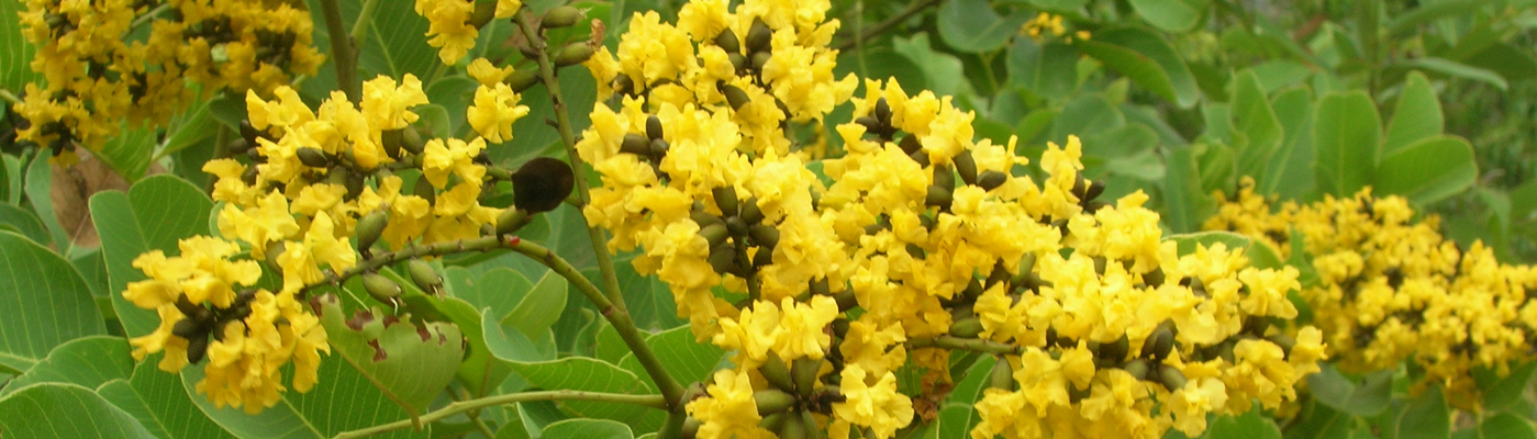 E-Flora Kerala | Flowering plants of Kerala