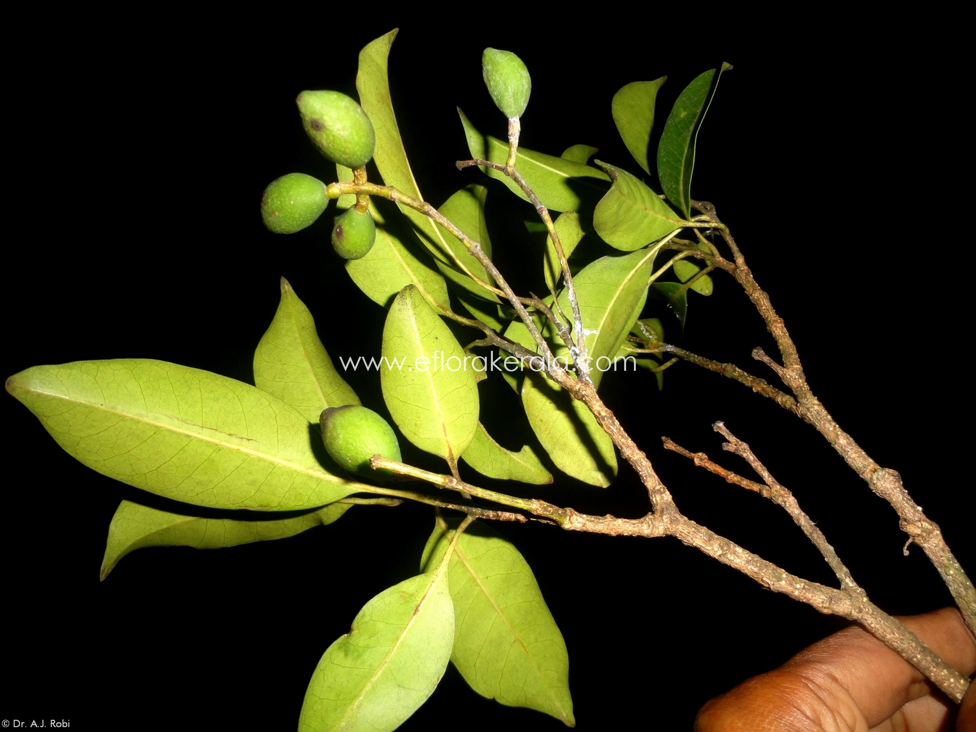 E-Flora Kerala | Flowering plants of Kerala